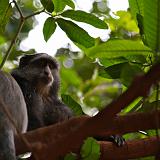 TANZANIA - Lake Manyara National Park - 01 Blu Monkey